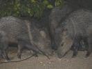 PICTURES/Javalina/t_Group Closeup2.JPG